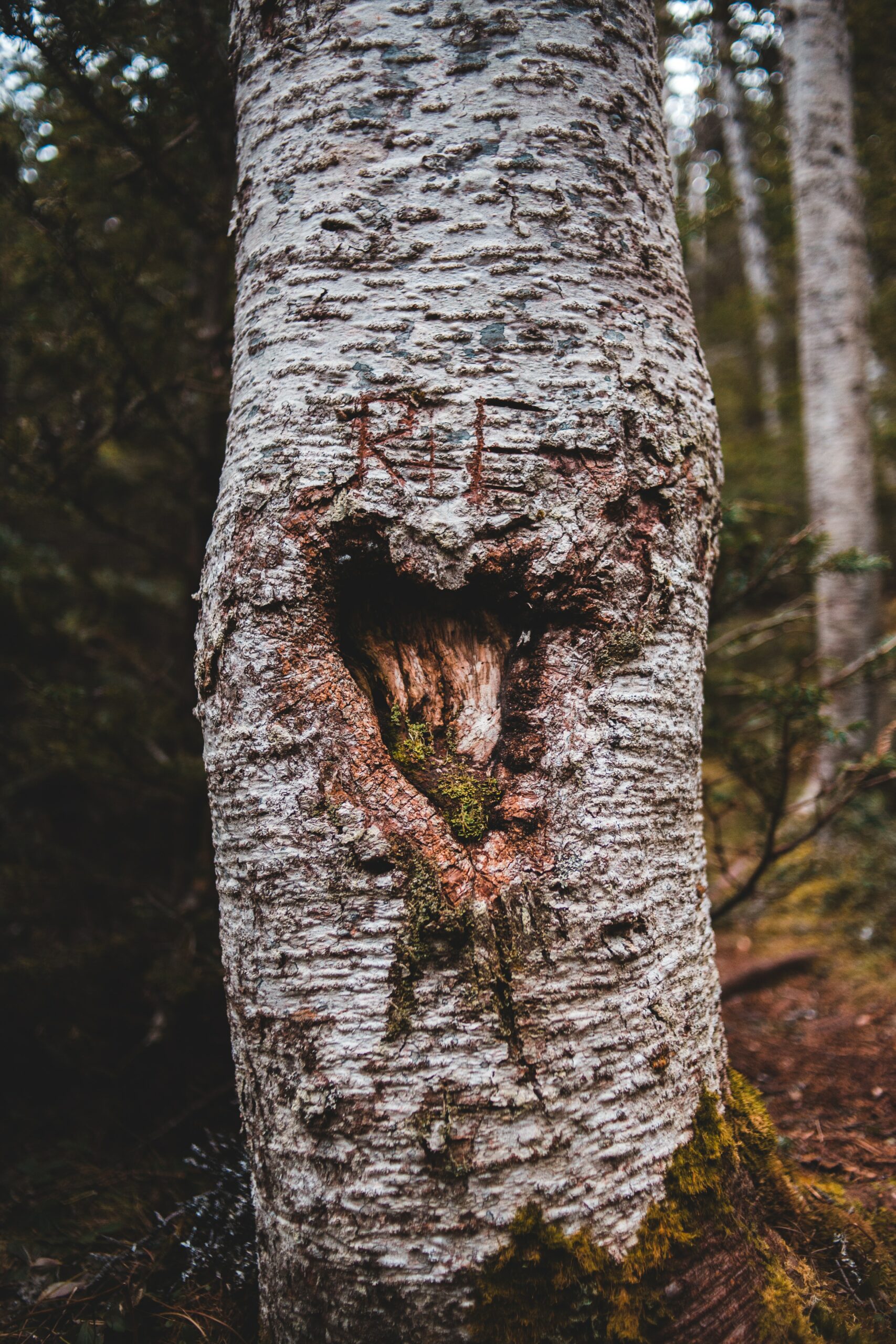 Image d'un tronc d'arbre avec un coeur creusé